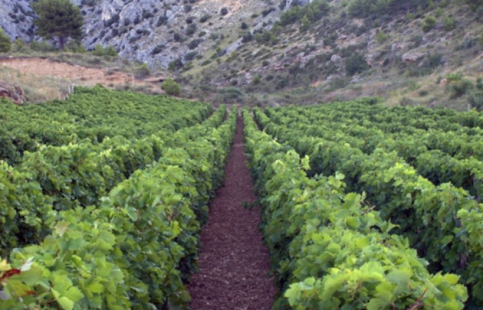 Ferienwohnungen Pavisic: Vineyard complex 